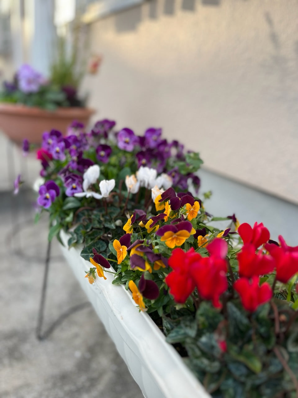 玄関のお花